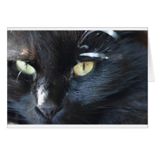 Cartão Gato que Eyeing o