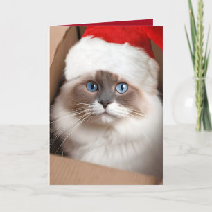 Cartão Gato Ragdoll de Natal em Caixa de Papelão