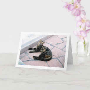 Cartão Gato Selvagem Egípcio