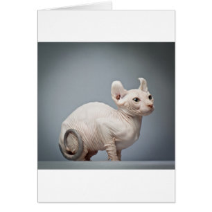 CARTÃO GATO SEM FIO