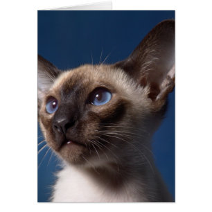 Cartão Gato Siamese com olhos azuis