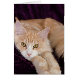 Cartão Gato sonolento