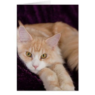 Cartão Gato sonolento