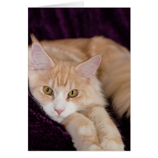 Cartão Gato sonolento (Frente)