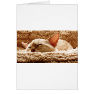 Cartão Gato Sonolento