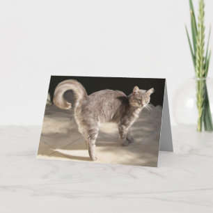 CARTÃO GATO TURCO CINZA