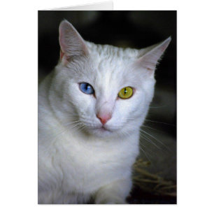 Cartão Gato turco do angora com olhos combinados mal