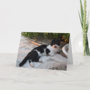 CARTÃO GATO TURCO PRETO E BRANCO PIERO