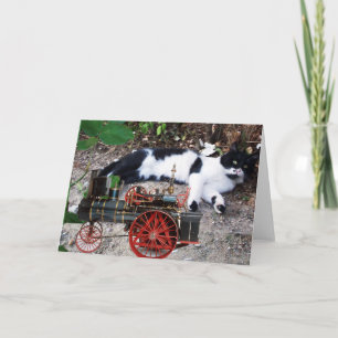 CARTÃO GATO TURCO PRETO E BRANCO PIERO