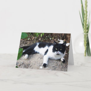 CARTÃO GATO TURCO PRETO E BRANCO PIERO