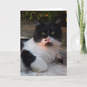 CARTÃO GATO TURCO PRETO E BRANCO PIERO