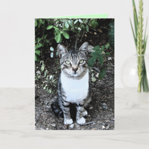 CARTÃO GATO TURCO PRETO E BRANCO RONIN