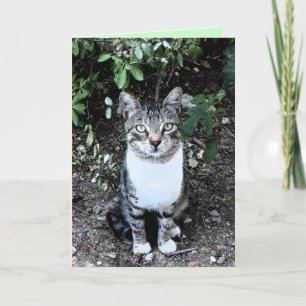 CARTÃO GATO TURCO PRETO E BRANCO RONIN