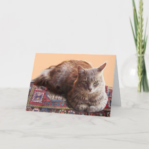 CARTÃO GATO TURCO SENTADO NO TAPETE VELHO
