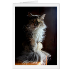 Cartão Gato velho Grouchy, digno