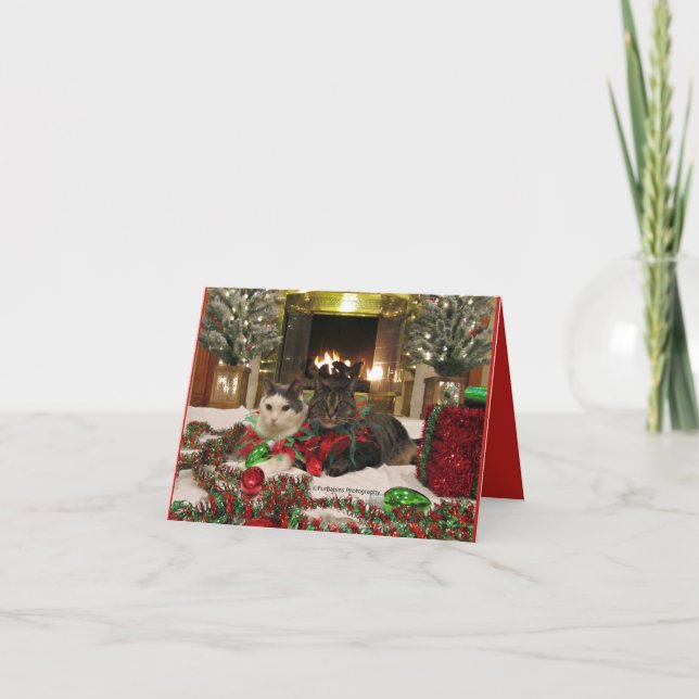 Cartão Gatos bonitos que comemoram o Natal (Frente)