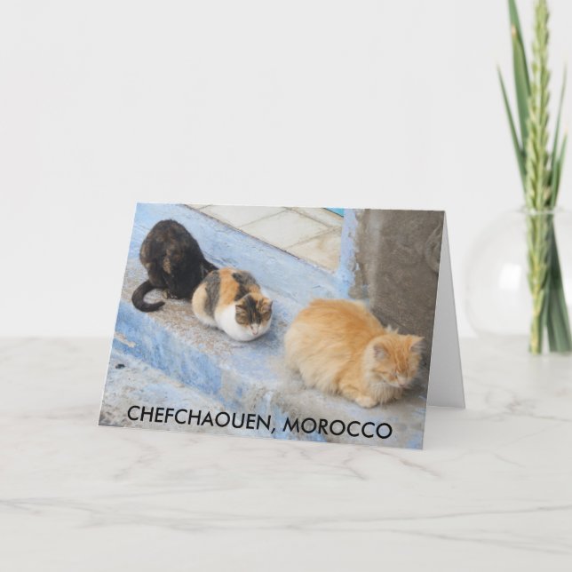 Cartão Gatos, Chefchaouen, Marrocos (Frente)
