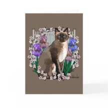 Gatos-costões - Jardim Primavera