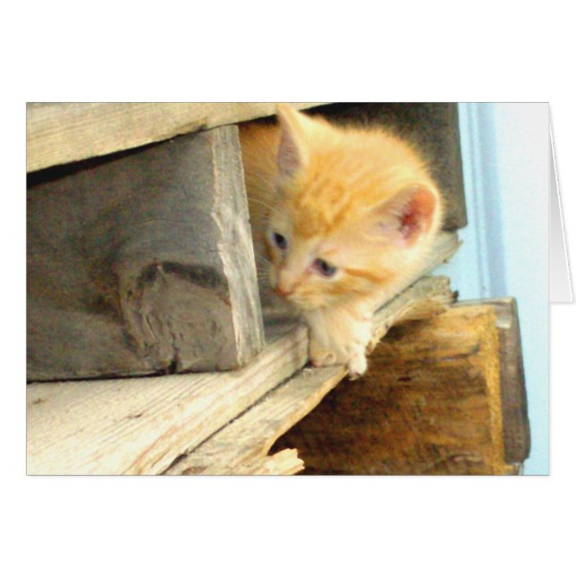 Cartão Gatos De Meia 1 (Frente horizontal)