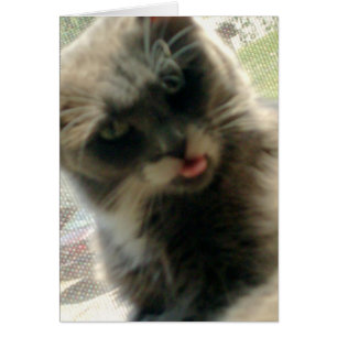 Cartão Gatos De Meia 2