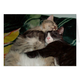 Cartão Gatos De Meia 3