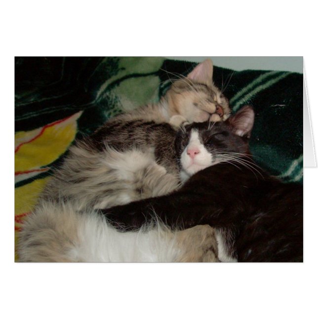 Cartão Gatos De Meia 3 (Frente horizontal)