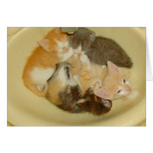 Cartão Gatos De Meia 4