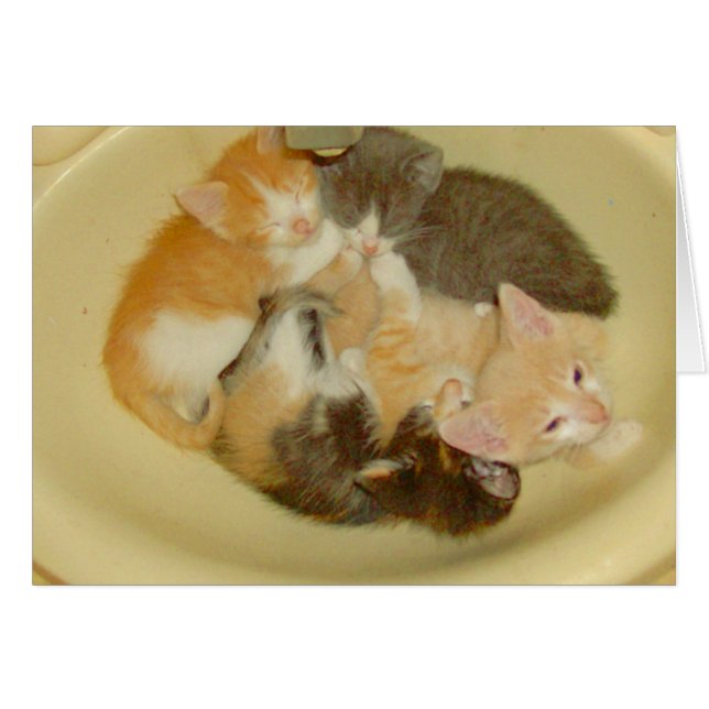 Cartão Gatos De Meia 4 (Frente horizontal)