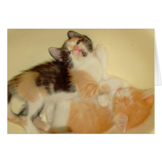 Cartão Gatos-De-Meia 5 (Frente horizontal)