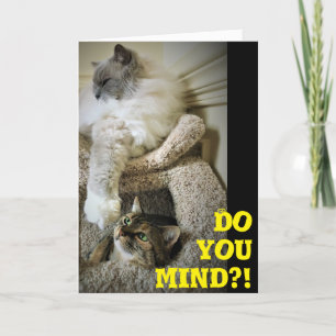 Cartão Gatos Engraçados, carta