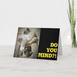 Cartão Gatos Engraçados, carta