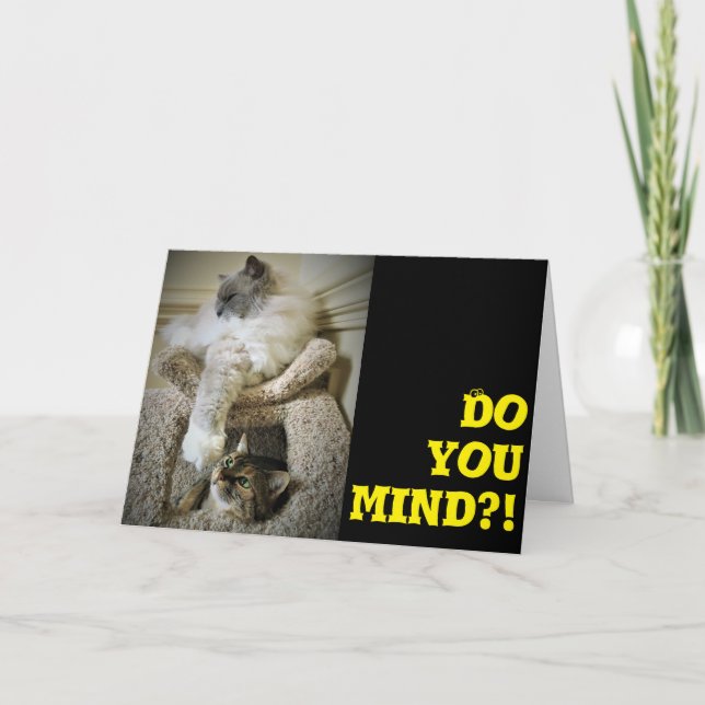 Cartão Gatos Engraçados, carta (Frente)