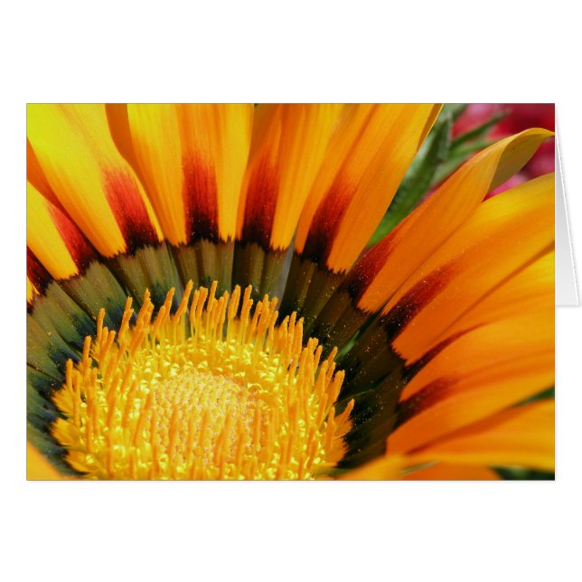 Cartão Gazania (Frente Horizontal)