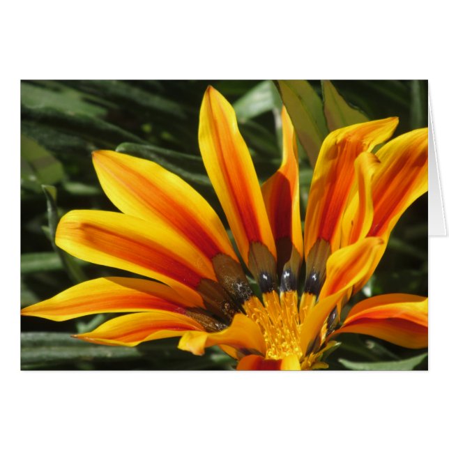 Cartão Gazania Bloom (Frente horizontal)