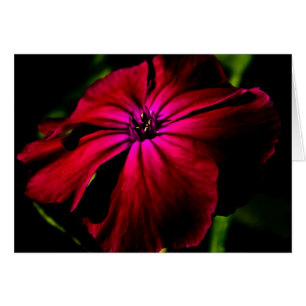 Cartão Gcblankcn de Flor Selvagem Roxo