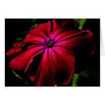 Gccnm de Flor Selvagem Roxo