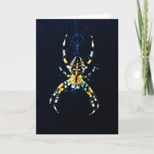 Cartão Gcna de aranha do jardim europeu