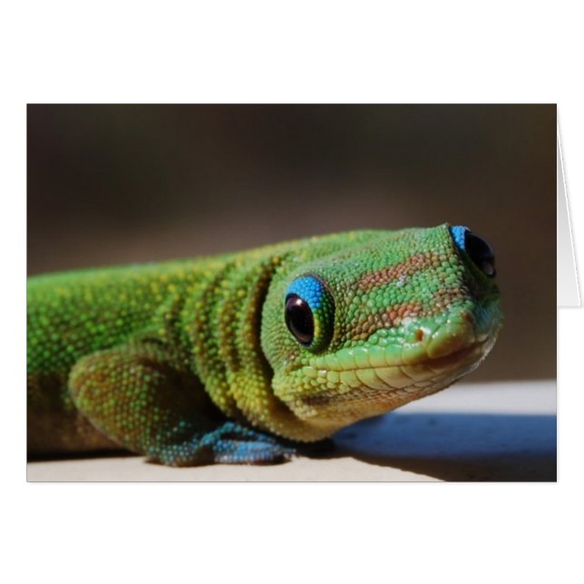 Cartão Gecko Curiosa (Frente horizontal)