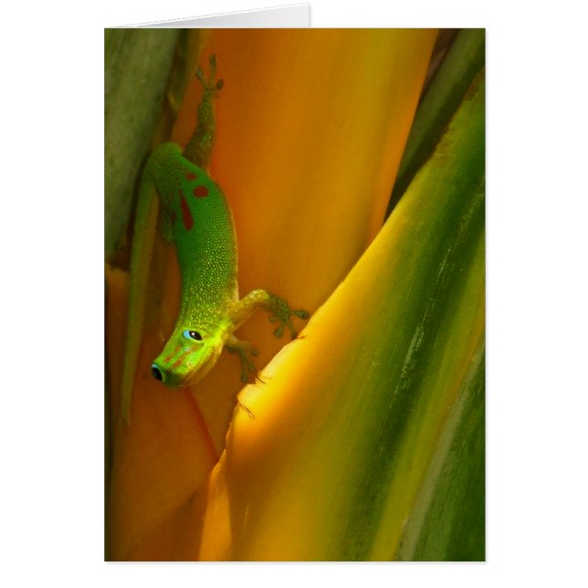 Cartão Gecko de Poeira Dourada (Frente)
