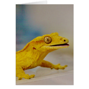 Cartão Gecko excitado preso