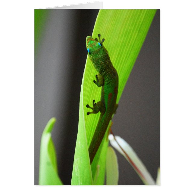 Cartão Gecko para Dia de Pó Dourado (Frente)