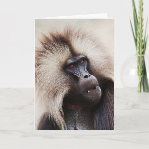 Cartão Gelada Baboon, Ethiopia