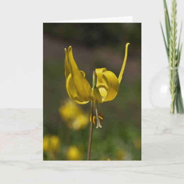 Cartão Geleira Lilly 09 (Frente)