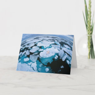 Cartão Gelo e neve   Urso Polar, Oceano Ártico, Svalbard