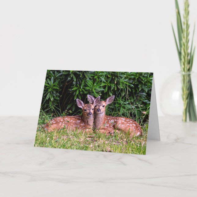 Cartão Gêmeos Fawn - Ilha Pender BC. (Frente)