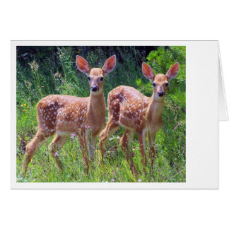 Cartão Gêmeos Fawn no Hawkweed