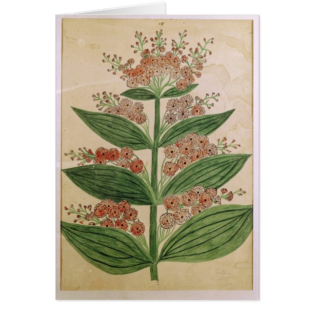 Cartão Genciana com flores imaginárias (Frente)