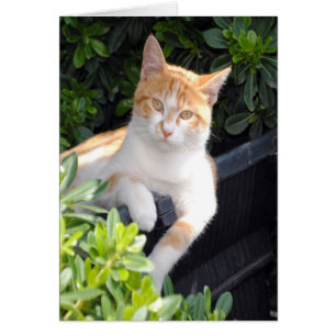 Cartão Gengibre e gato branco