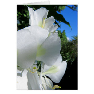 Cartão Gengibre havaiano