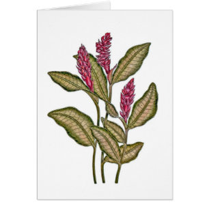 Cartão Gengibre vermelho